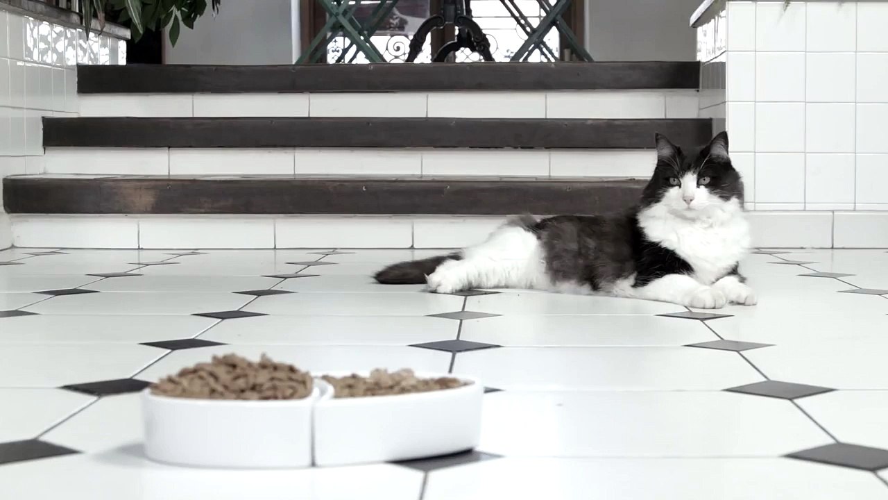 Whiskas Commercial 2014