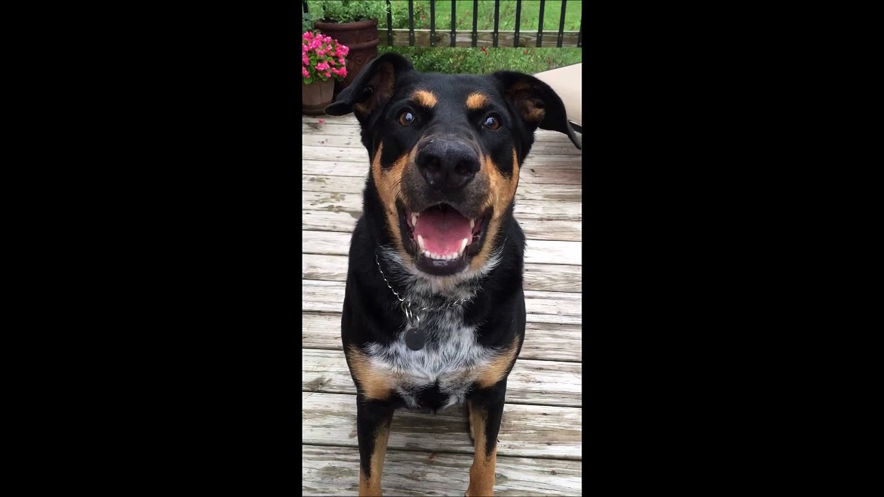Un chien qui chuchote...