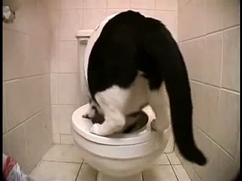Cat Falling Into Toilet