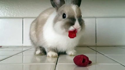 Lapin mange des framboises