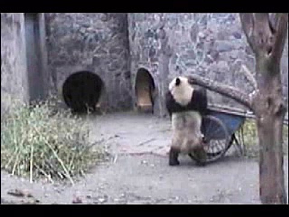 Cub in a Cart