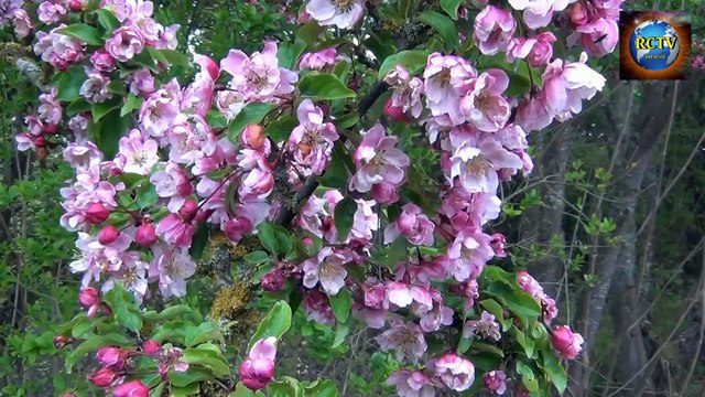 Jardins de la Presle à Nanteuil-la-forêt (Marne) entre Reims & Epernay