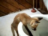 Pet red fox 'Ron' investigates this thing called a toilet...