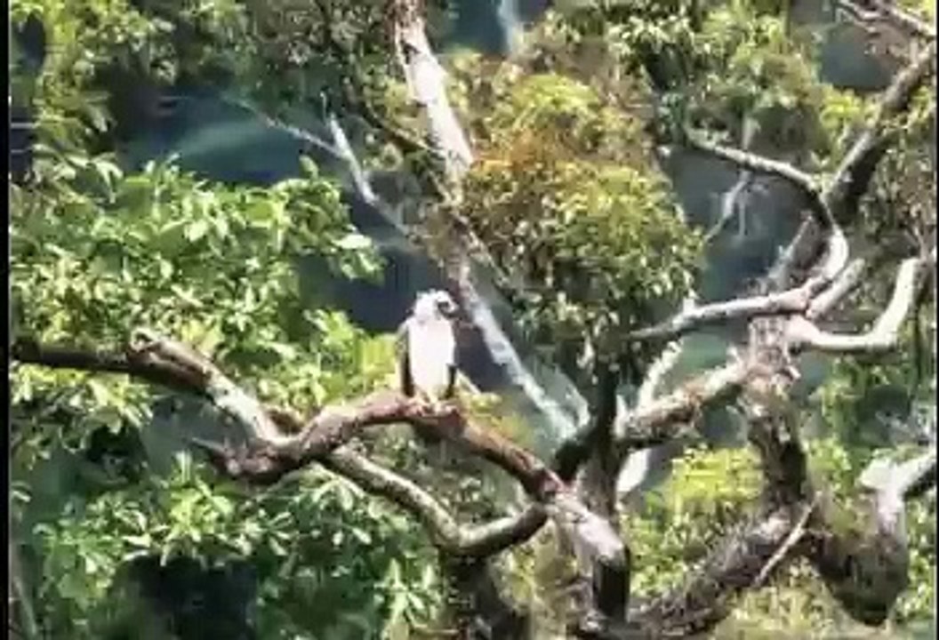 The Monkey-eating Eagle (The Great Philippine Eagle)
