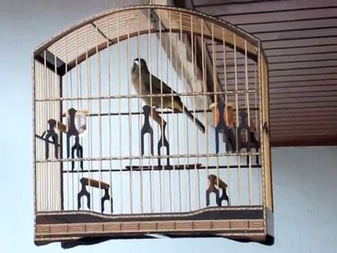 Trinca ferro K9 - Canto especial grego destroncado com boi.MPG