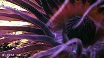 Images incroyables de créatures sous-marines des abysses.