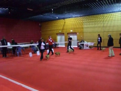 cacs cacib exposition canine saint brieuc speciale bouledogue français