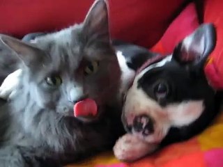 Boston Terrier Vs. Kitten