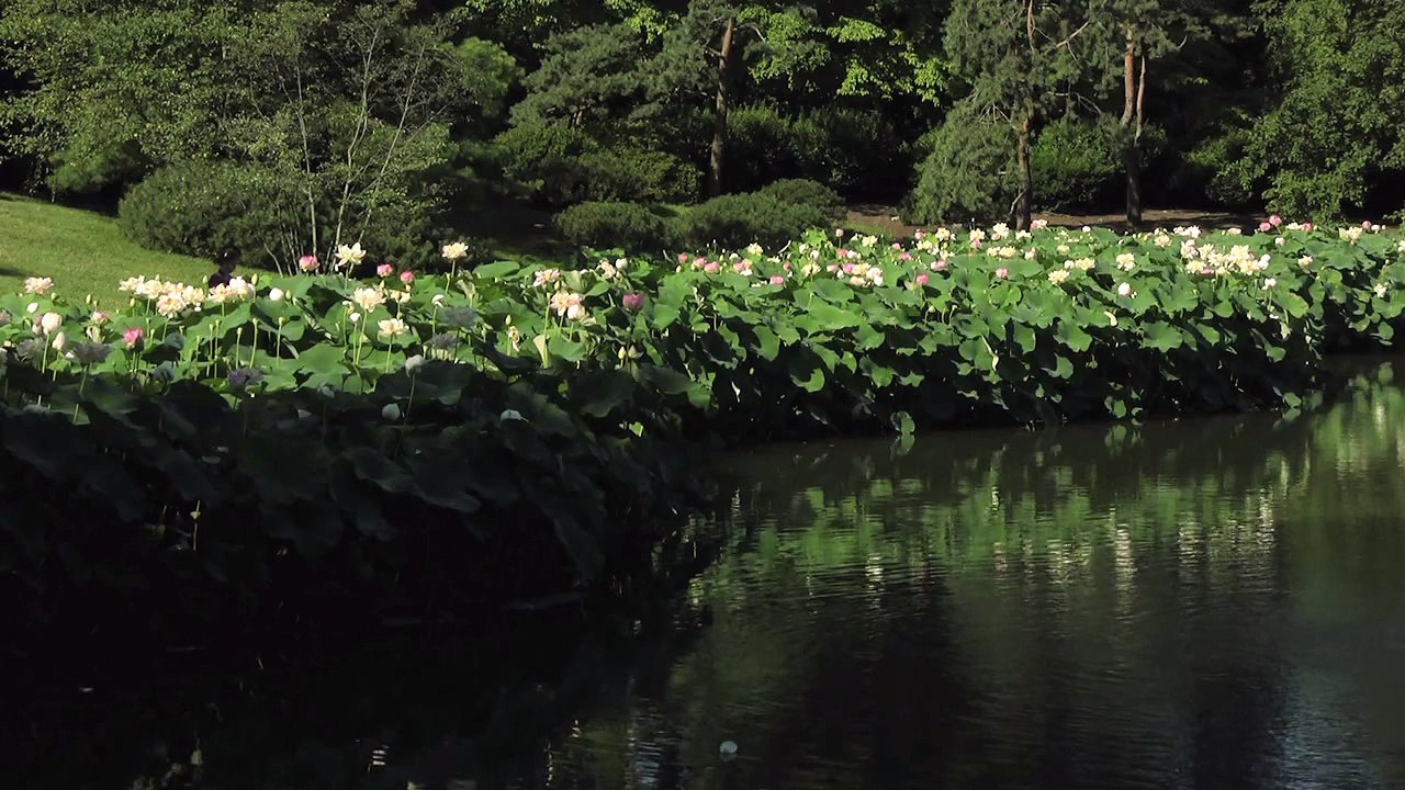 Sacred Lotus In Bloom