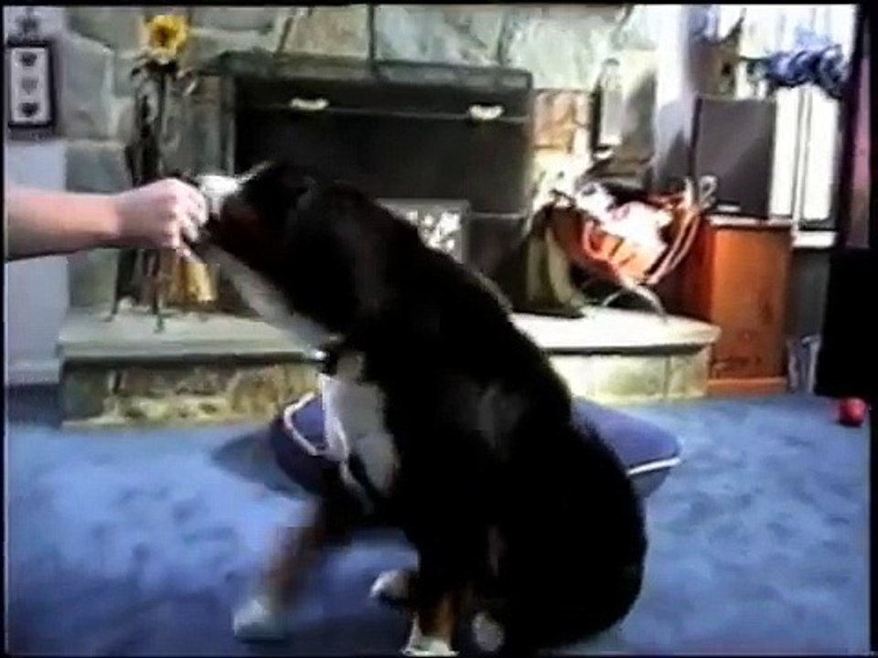 Bernese Mountain Dog Does Her Tricks