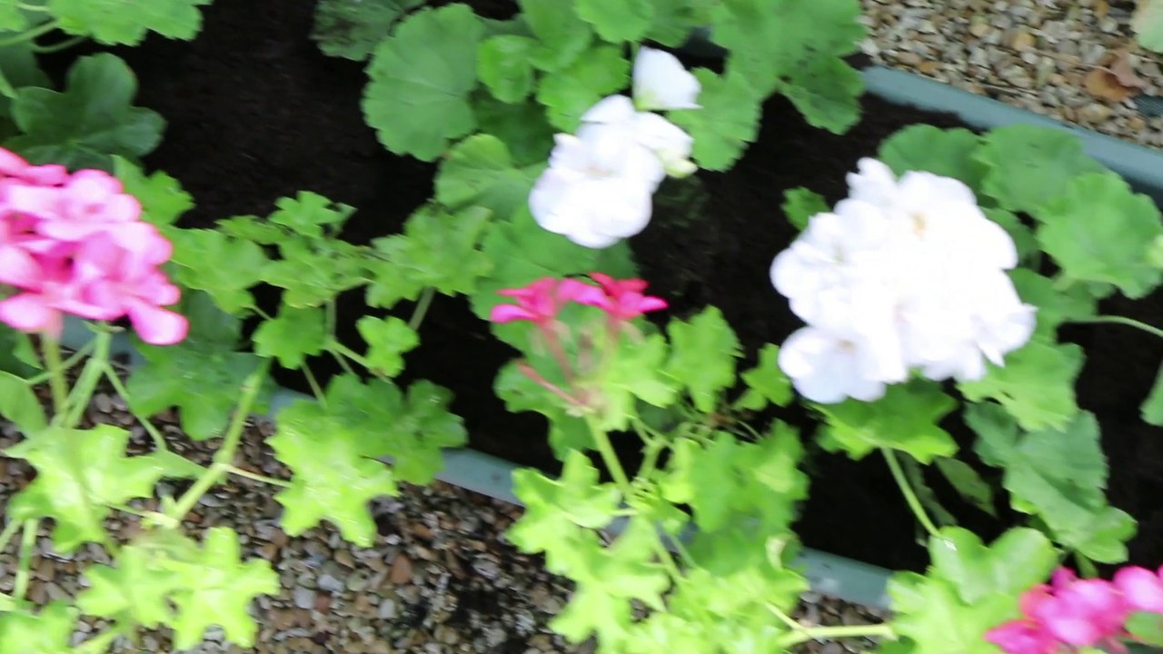 Géraniums : comment les planter et bien les entretenir