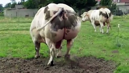 belçika mavisi sığır ırkı