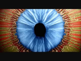 ¿Cómo Funciona el Ojo Humano? Descubre sus Secretos 👁️