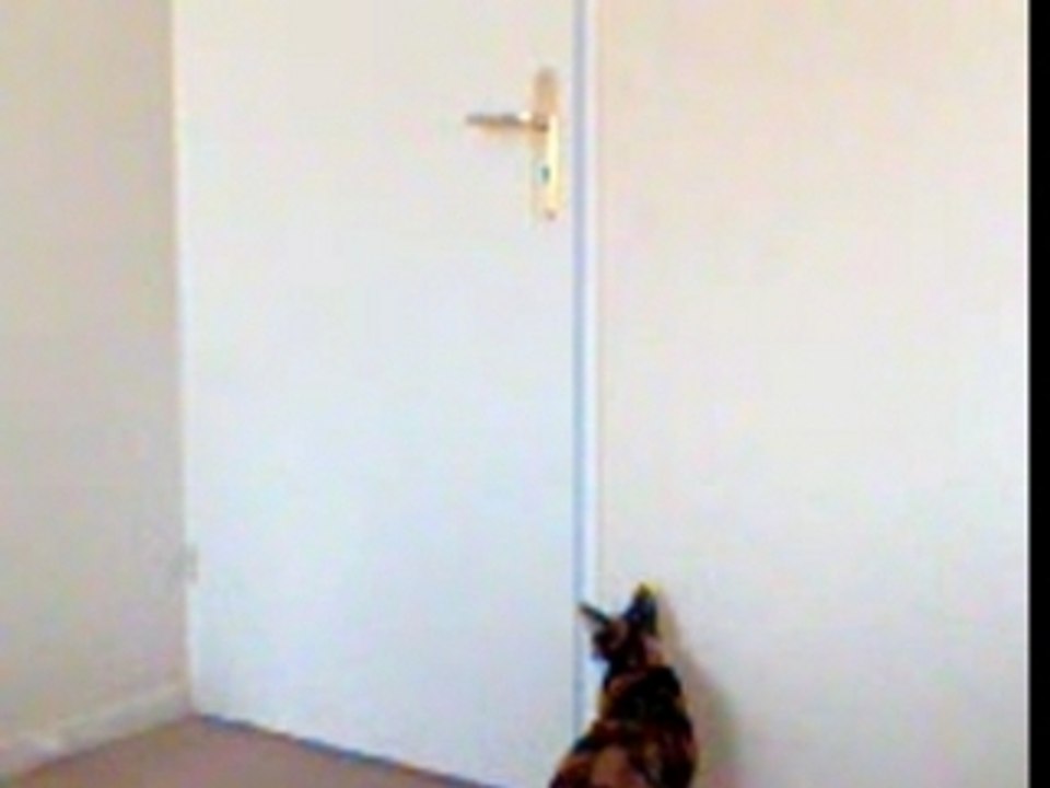 mon chat
