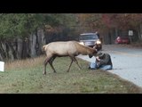 カメラマンに攻撃　鹿に安楽死