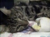 Mother cat hugs kitten CUTE!