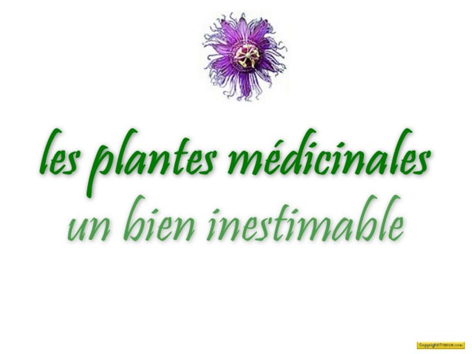 Les plantes médicinales❀ un bien inestimable.