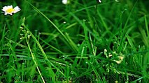 Lomita Synthetic waterless lawn |turf grass