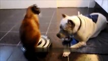 ルンバで遊ぶ可愛い猫達２Playing with rumba cute cats 2