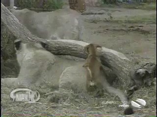 Her Kusun Eti Yenmez