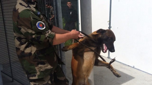 Le maître chien et son binôme à poils longs