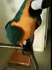 Parrot says "What the Fuck"