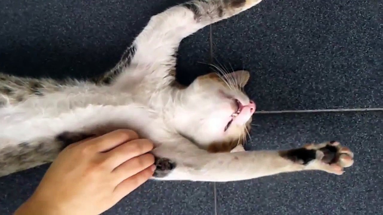 Cat love Hugs