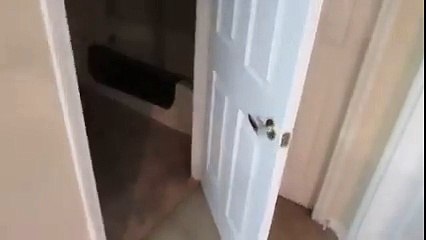 Kapıyı Zıplayarak Açan Kedi