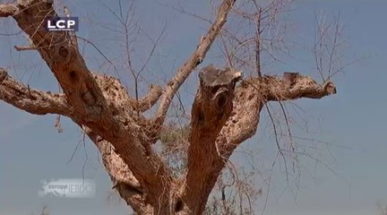 Europe Hebdo : Peste de l’olivier : l’Europe impuissante ?