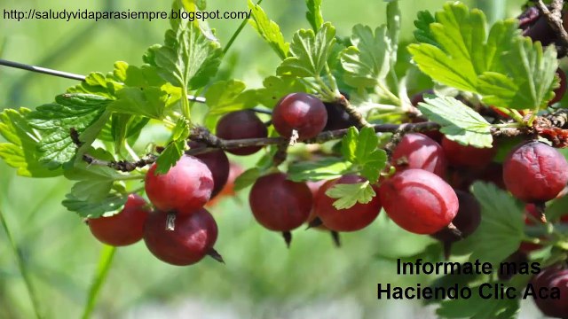 Diabetes Informacion Los Edulcorantes No Caloricos Y Su Rol En Los Estilos De Vida Saludables