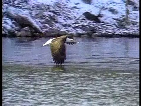 American Bald Eagles