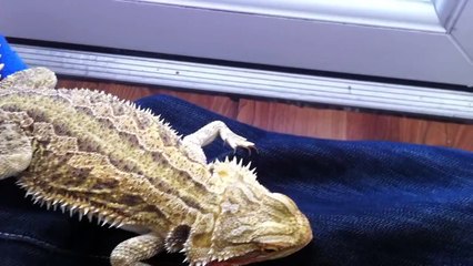 The Famous Call Of Duty Animal "Spike" Eats Snow !!!