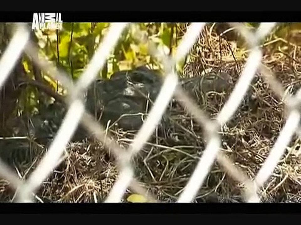 Animal Cops Miami: Thirst for Life pt 2