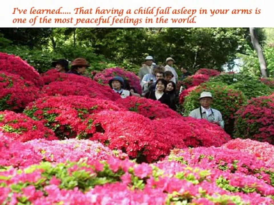 Heavenly Azaleas In Japan, Japanese Garden