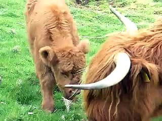 Highland Cattle & Calf