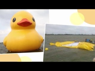 巨大アヒル破裂　オムレツに...