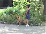 Dog Aggression: Podee's Aggressive to Other Dogs (Narrated) | drsophiayin.com