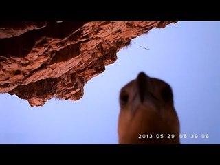 Eagle steals camera, goes on epic 110 km journey (VIDEO)