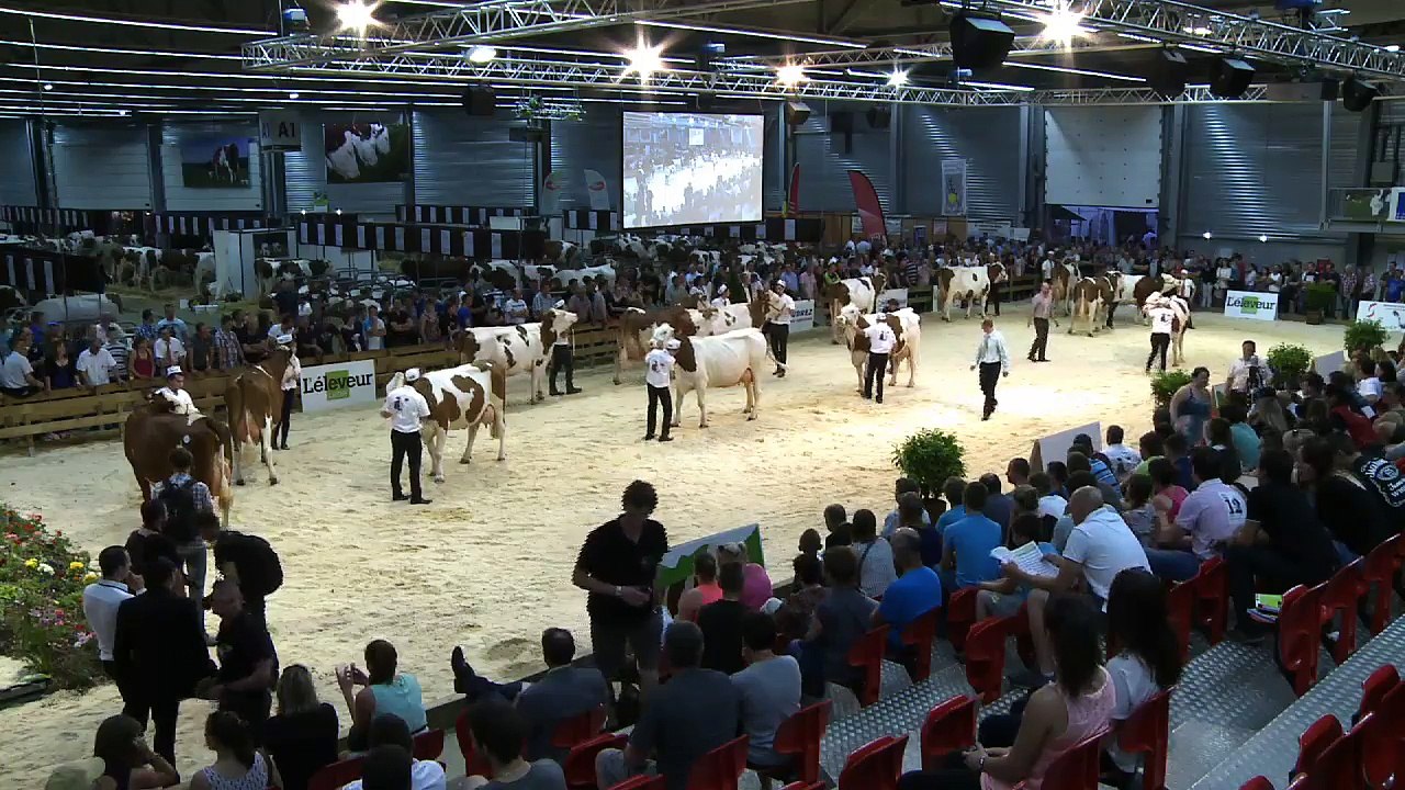 Montbéliard prestige Meilleure mamelle vache adulte