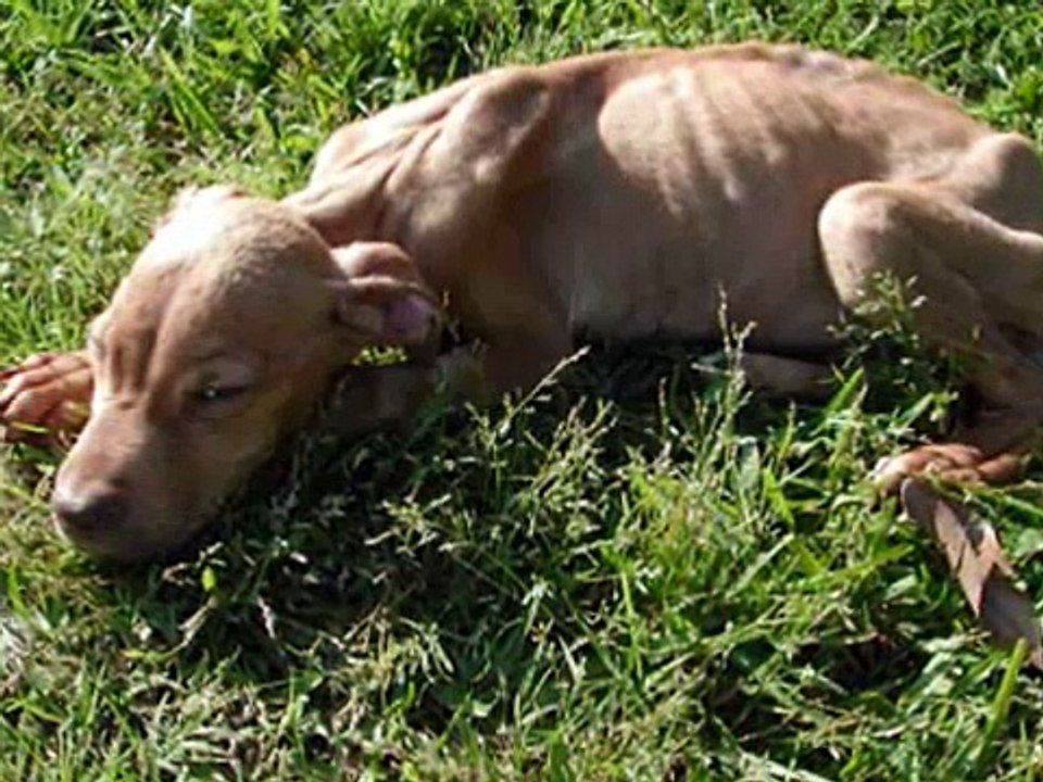 STOP ANIMAL ABUSE AND CRUELTY