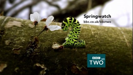 Caterpillar - Springwatch - BBC Two Ident