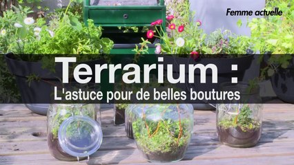 Faire un terrarium : nos astuces pour de belles boutures