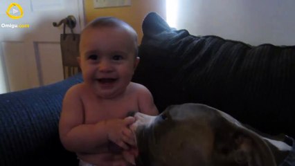 Pit Bull Licks Newborn Baby