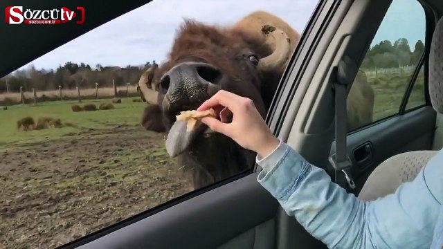 Bufaloya elini verdi kolunu kaptırdı