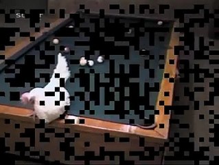 Ce que fait cette Poule sur ce billard Relève du Miracle