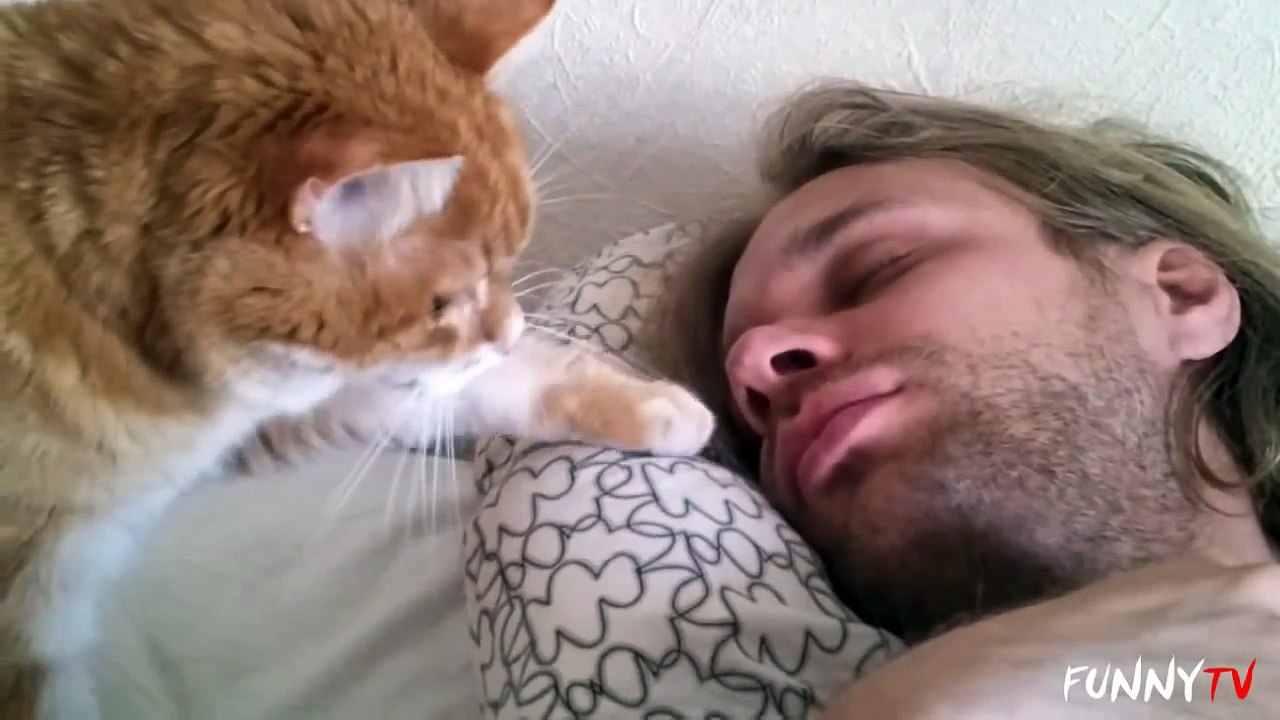'Cat Alarm Clocks' Compilation