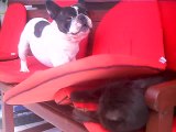 French Bulldog has issues with relaxing cat