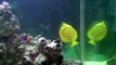 Stupid Fish Tricks - Yellow Tang Doing Back Flips