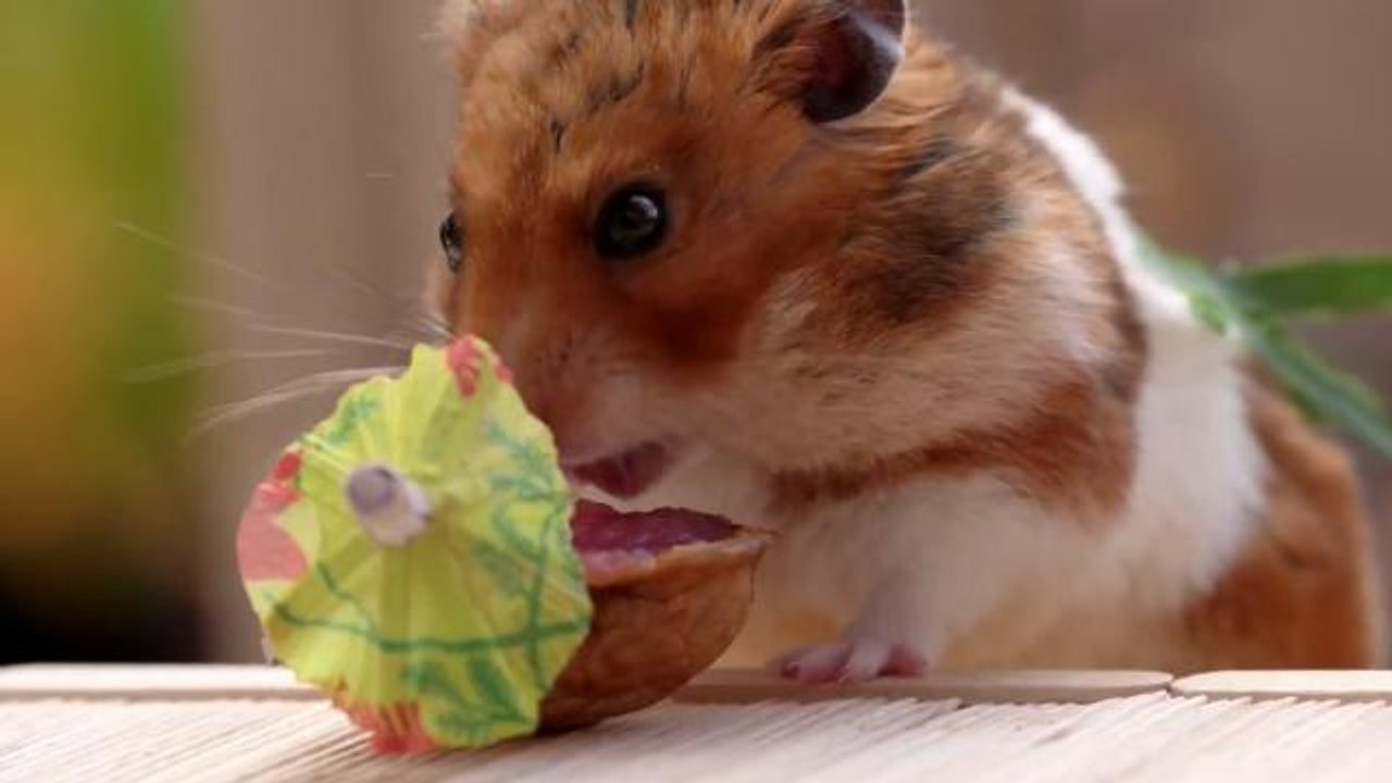 Tiny hamsters are back for a tiny tiki party