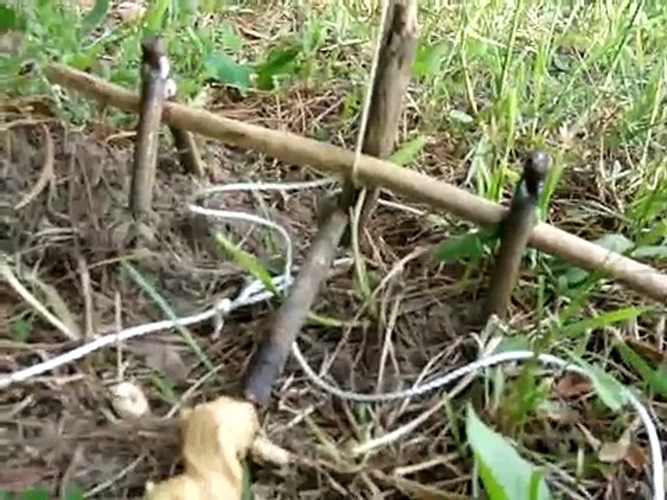 The Ultimate Squirrel Trap